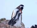 Українські полярники показали, як пінгвіни вистрибують з води на берег