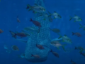 У Китаї акулу-робота запустили в океанаріум