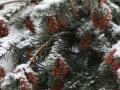 В Україні 9 грудня ймовірний мокрий сніг та дощ, вдень до 5° тепла