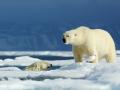 Человечество не сможет остановить потепление в Арктике – отчет ООН