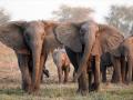 Мир запретил экспорт слонов из Африки
