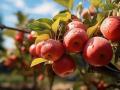 Яблуня: садове багатство на кожен рік