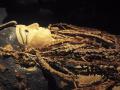 Мумию известного египетского фараона Аменхотепа I развернули впервые за 3000 лет