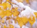 Во второй половине октября в Украине может выпасть первый снег