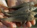 В Днестр выпустили 500 мальков краснокнижной рыбы 