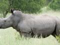 В Германии носорог чуть не убил женщину