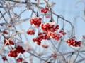 Мало снігу й тепла погода: синоптики передбачили, якою буде зима в Україні