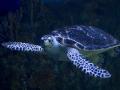 В Мексике от ядовитых водорослей спасли огромных черепах