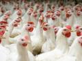 Экспорт украинской курятины в ЕС: Европа увеличивает квоты