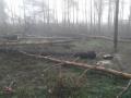 В Киеве возле метро Лесная начали вырубку леса