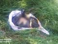 В Мариуполе на огороде нашли окровавленное тело в пакете