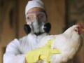 Птичий грипп атакует Украину: в Винницкой области должны сжечь уже 100 тысяч кур