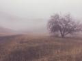 Прогноз погоди в Україні на понеділок, 24 жовтня: періодичні тумани та без істотних опадів