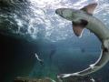 Впервые зафиксирован случай рождения акуленка без самца 