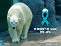 В Сингапуре умер "тропический" белый медведь, первый в мире 
