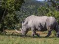 Умер последний в мире самец северного белого носорога 