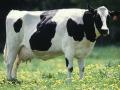 На Одесщине крестьянам дадут по 500 гривен на корову