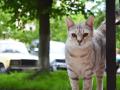Во Львове волонтеры ведут реестр бездомных котов