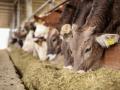 В животноводстве советуют минимизировать применение антибиотиков - эксперты