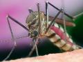 В США появились комары-убийцы