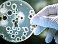 В Японии рекордными темпами распространяется «плотоядная бактерия» 