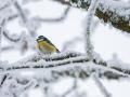 Кліматолог назвала найхолодніший місяц прийдешньоі зими: до якоі погоди готуватись українцям