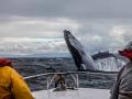 На Чукотке за 2017 год убили 120 китов