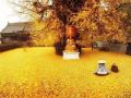 1400-летнее дерево гинкго сделало двор китайского монастыря «золотым»