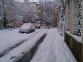 Снегопад повалил во Львове более 90 деревьев, повреждены восемь авто
