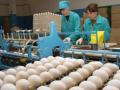 В Украине прогнозируют подорожание куриных яиц на 10-15% до конца года