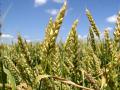 Теплые зимы могут на 20-30% увеличить валовый сбор озимой пшеницы