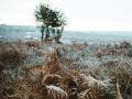 Туман та нічні заморозки: якою буде погода в Україні 1 листопада