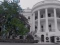 Мелания Трамп распорядилась спилить 200-летнюю магнолию на лужайке Белого дома