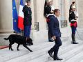 Президент Франции взял собаку из приюта