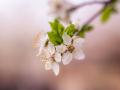 Прогноз погоди на квітень: синоптики розповіли, чи потішить теплом другий місяць весни