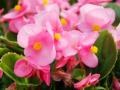 Тішитимуть усе літо: 5 видів квітів, ідеальних для балкона