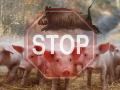 Вирус чумы свиней за пять лет обнаружили во всех областях Украины