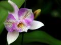 Помилки, які вбивають вашу орхідею: перевірте себе