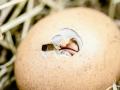 Що з'явилося раніше: курка чи яйце — вчені нарешті дізналися відповідь