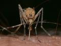 Чому одних людей комарі кусають частіше, ніж інших - відповідь дослідників