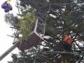 Главную елку Киева реставрируют после ДТП