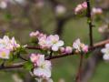 Запахло весною та дощами: синоптик дала прогноз до 12 квітня