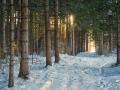 Погода в Україні на 5 грудня: нічний мороз та сильний вітер