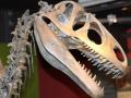 Археологам вдалося знайти череп динозавра віком майже 100 млн років
