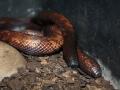 Найдена самая толстокожая змея в мире
