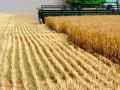 Ранние зерновые уже собрали с 76% запланированных площадей в Украине