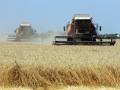 В Украине прогнозируют собрать до 63 миллионов тонн зерновых - Минагро