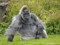 В британском зоопарке умерла одна из старейших горилл мира