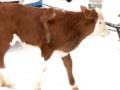 В Китае родился аномальный 5-ти ногий теленок