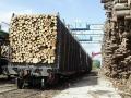 Аукционы по продаже древесины в Украине будут проходить в электронной форме - Минагро